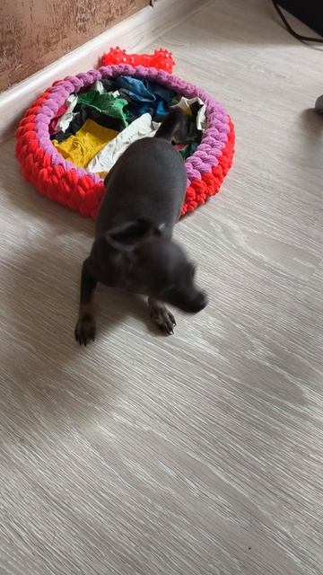 Маленькая принцесса