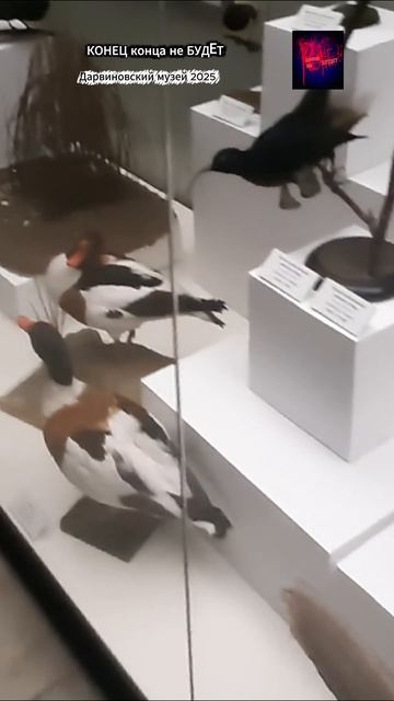 Москва. Дарвиновский музей. Жизнь вовремя СВО. Декабрь 2025.