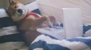 собачка работает на компьютере