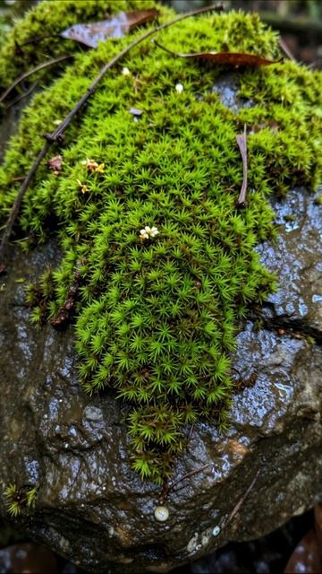 Природа в миниатюре: мох на камне #природа #мох #макрофотография