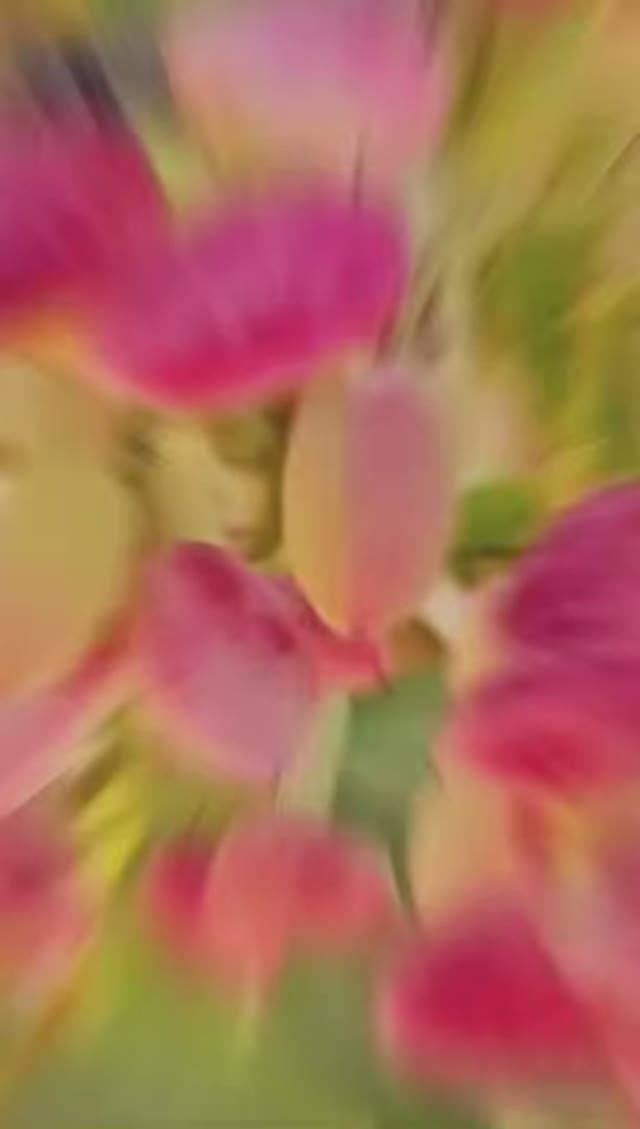 ФИСТАШКИ на дереве выглядят совсем НЕ ТАК как в магазин.