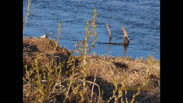 Кадры дня 9 апреля 2026 / Ижора. Межстоличье.