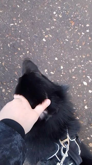 моя собака Аллан