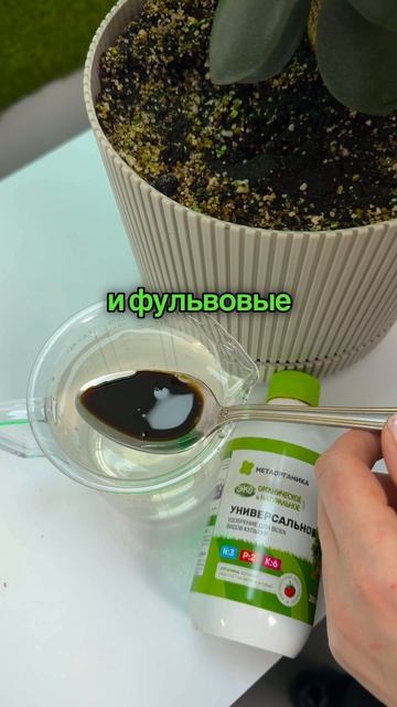 Правильная подкормка помогает рассаде быстрее укрепить корневую систему. Артикул - 781257488