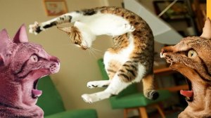 СМЕШНЫЕ КОТЫ | ЛУЧШИЕ ПРИКОЛЫ С КОТАМИ, СОБАКАМИ, КОШКИ, СОБАКИ, ЖИВОТНЫЕ, СМЕШНОЕ ВИДЕО