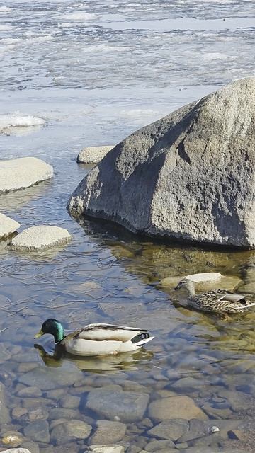 Утки на Онежском озере.