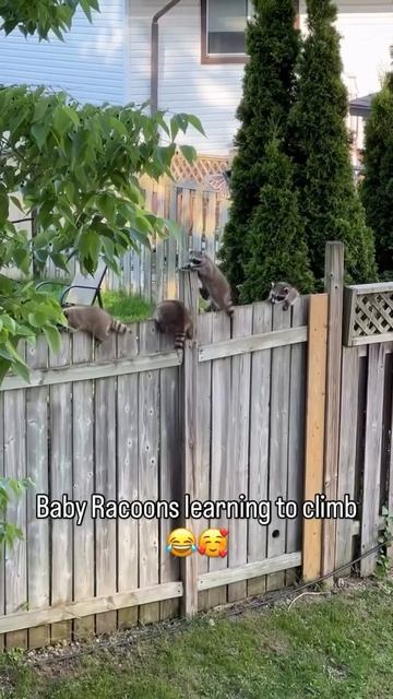 эти забавные животные