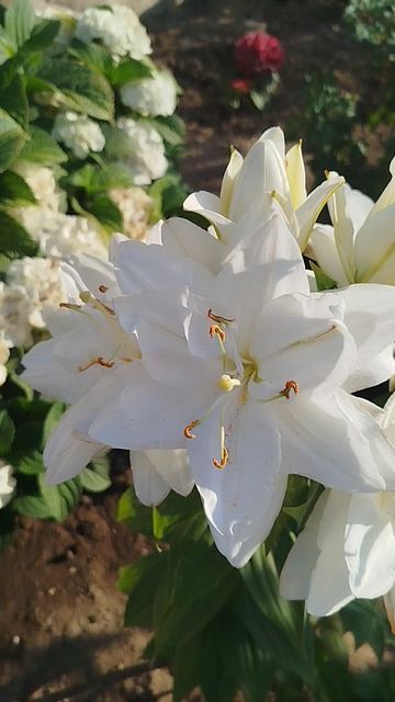 Лилия восточная (Ориентал) Бовл оф Бьюти.