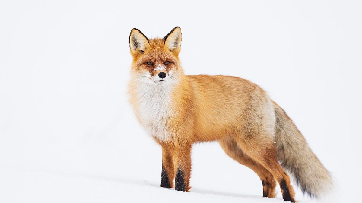 привет ме зовут михаэль