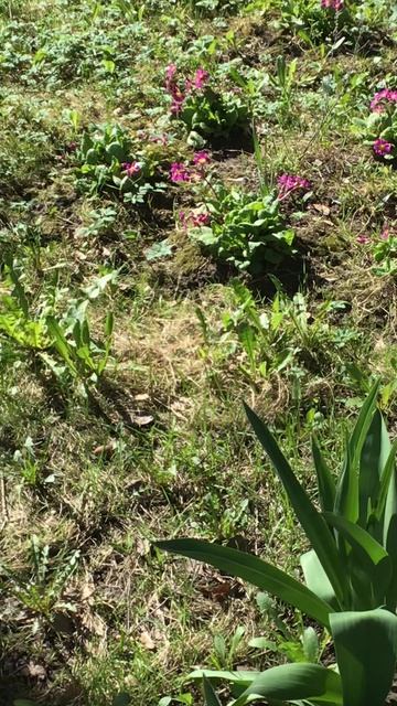 Санкт-Петербург. Проспект Энгелса. 17.04.2026. Цветы у дома. Эпизод 8