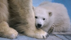 Как у маленького медвежонка и мамы Герды начиналась зима.