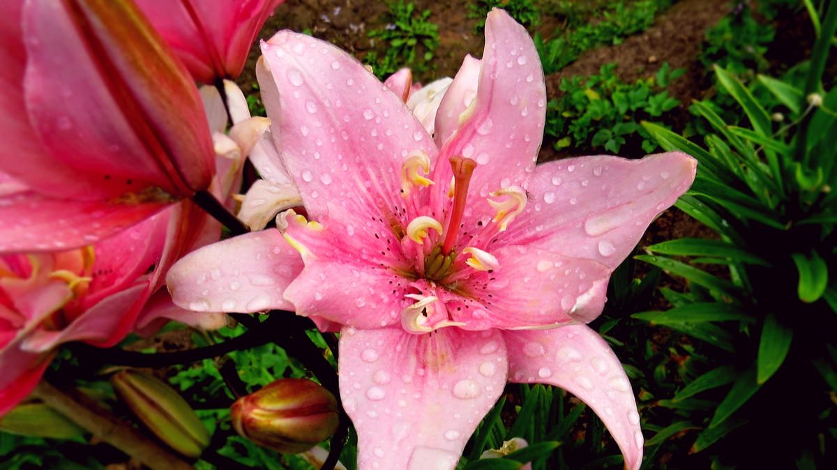 Вспоминая прошлое лето. Лилии под дождём.