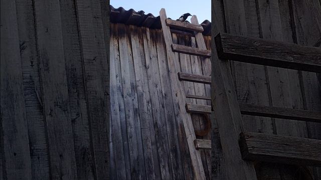 Сорока - умная птица.