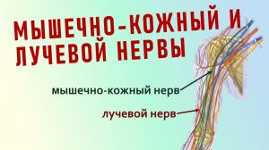 Мышечно-кожный нерв. Лучевой нерв
