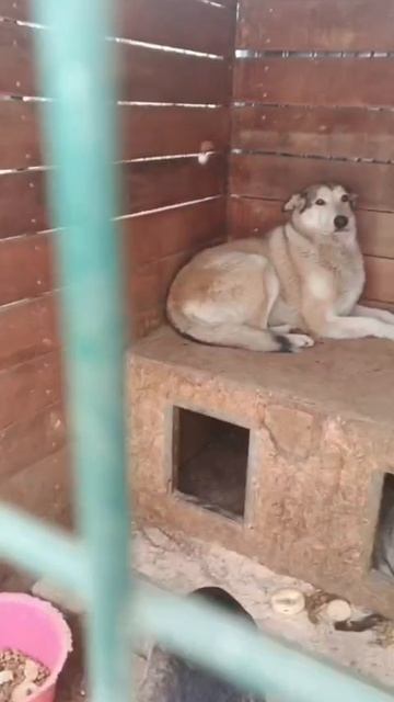 Уфа, Башкирия
Попали в отлов вот  такие собаки!😰Добрые и ласковые 
Пожалуйста, сделайте репост🙏