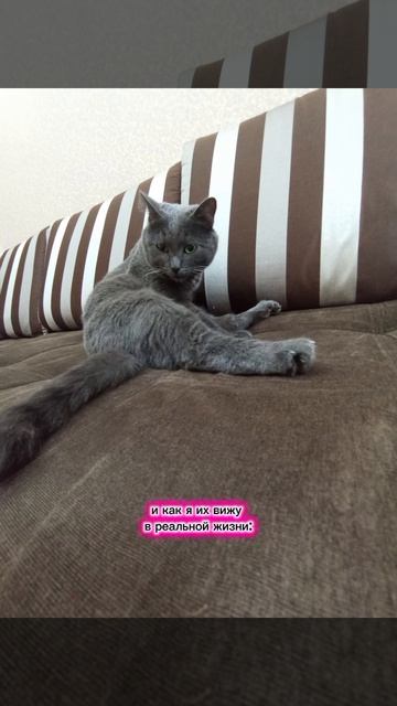 #КОТЫ # МЕМЫ ПРО КОТОВ