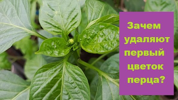 Почему нужно обрывать первый центральный цветок у перца?