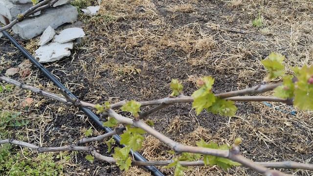 Начинаем подкормки винограда.