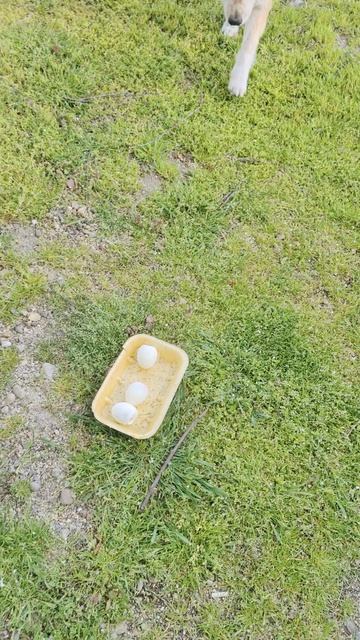 Три яичка для красавицы.