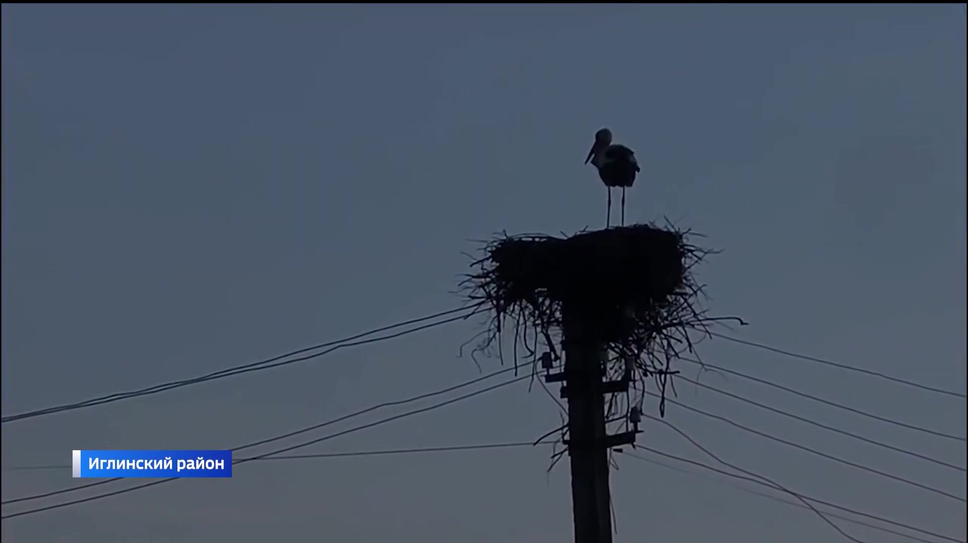 В Башкирию снова прилетели аисты