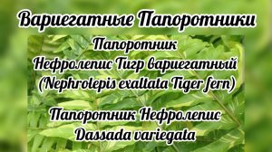 Папоротник Нефролепис вариегатный Тигр и Дассада