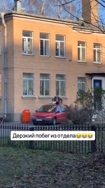 Видео от Департамент Вирусного Контента | ДВК