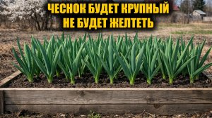 Чеснок будет размером с кулак и не пожелтеет! Важная подкормка чеснока
