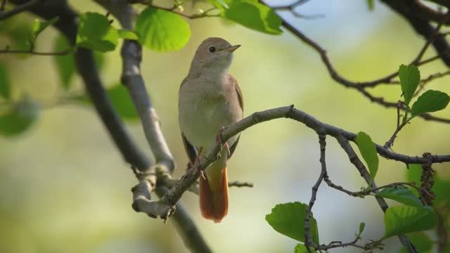 Звуковая терапия: пение птиц для снижения стресса и глубокого сна