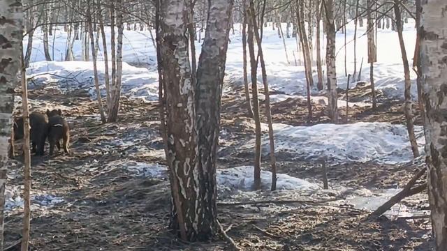 Охота на Кабана