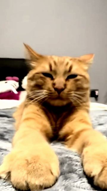 Заставка для видео РЫЖИЙ КОТИК № 534