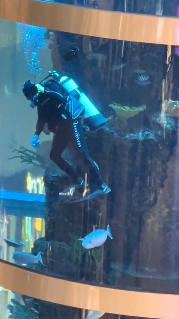 Самый высокий цилиндрический аквариум в мире .Авиапарк. Москва 2022