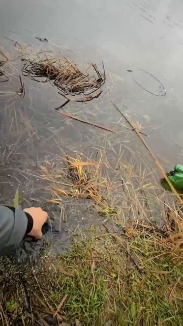 Клип @zatropheem