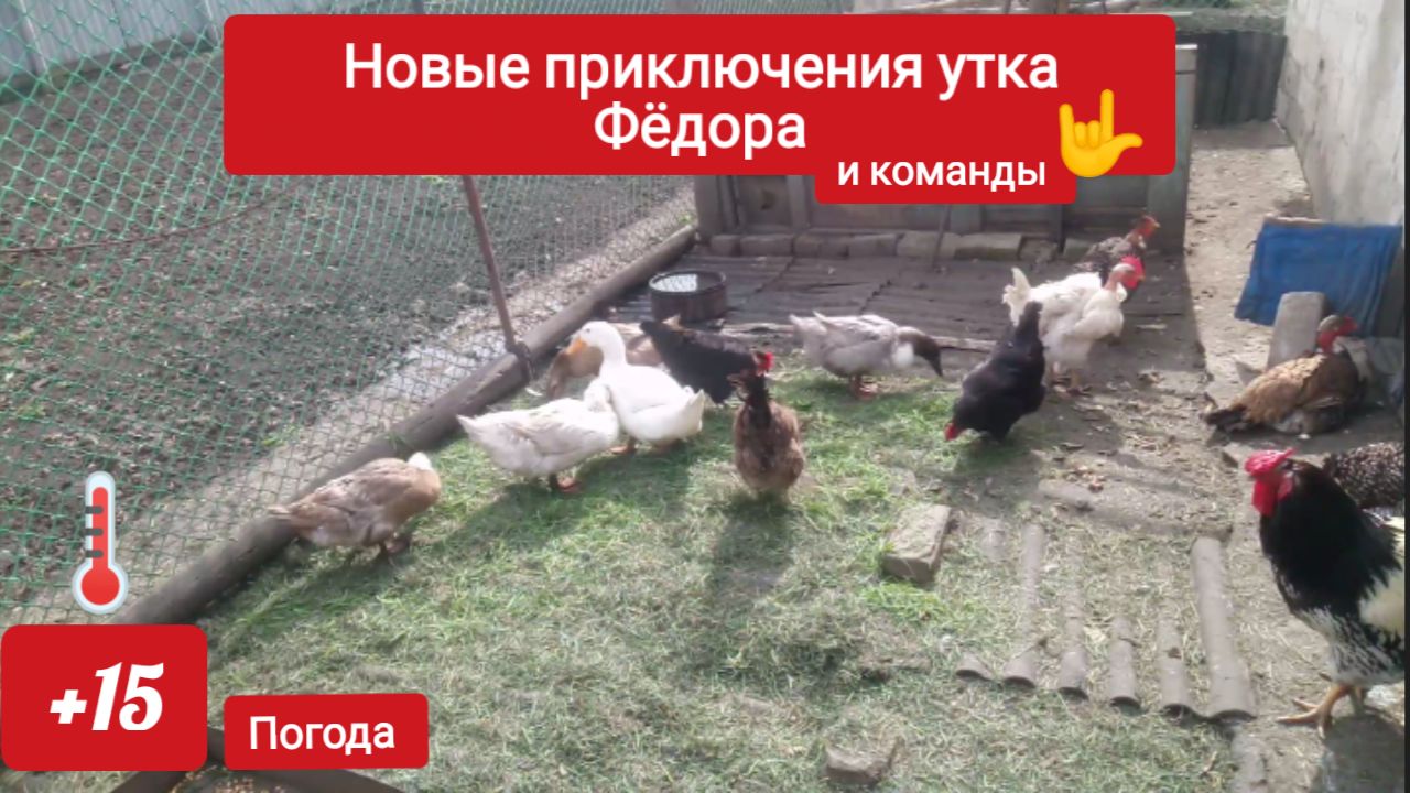 Весна полным ходом, Фёдор и его команда. Траву ест воду пьёт.