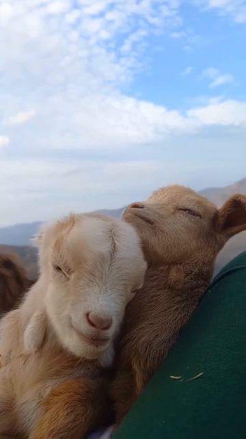 Видео от МЯУтаверс  как метавселенная но с котами