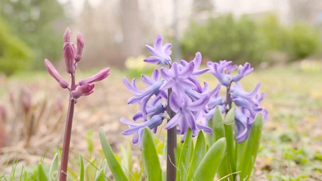 Весна на даче 4К