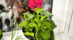 Пройдет обзор и рассада переезжает.