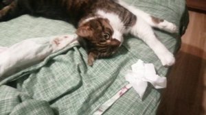 Обзор на злюку 3000 (она живая😭)