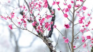 ✨ ВЕСЕННЯЯ РАССЛАБЛЯЮЩАЯ МУЗЫКА ДЛЯ ДУШИ 🎵 НЕЖНАЯ НЕВЕРОЯТНО КРАСИВАЯ УСПОКАИВАЮЩАЯ МУЗЫКА ДЛЯ СНА