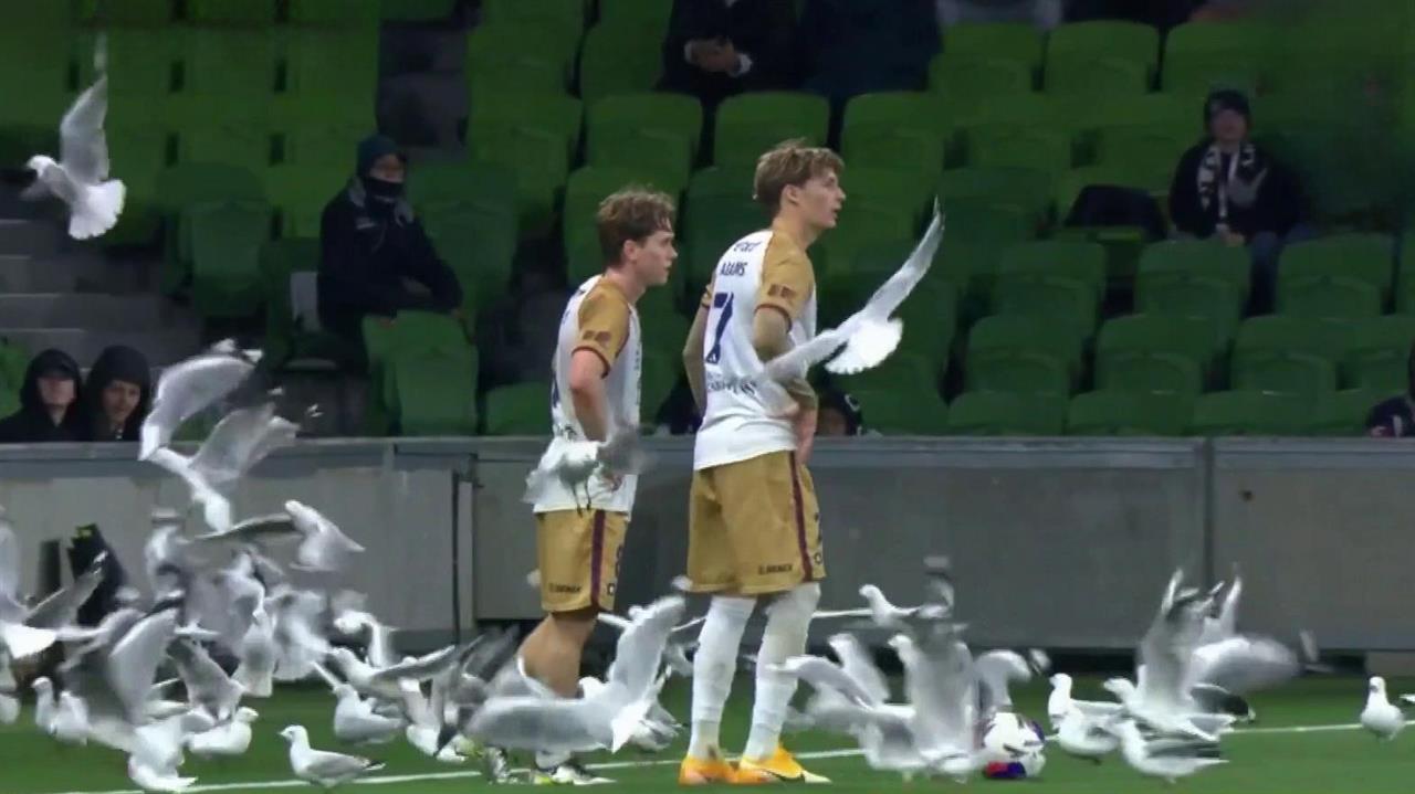 В Австралии чайки едва не сорвали футбольный матч