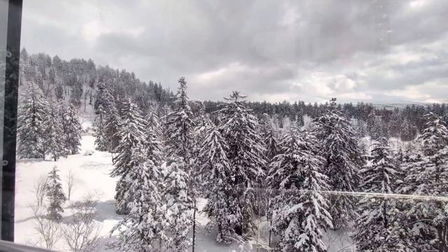 75.Новогодние ели❄️🌲.