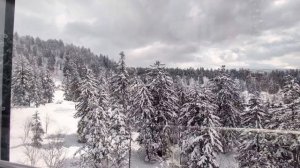 75.Новогодние ели❄️🌲.