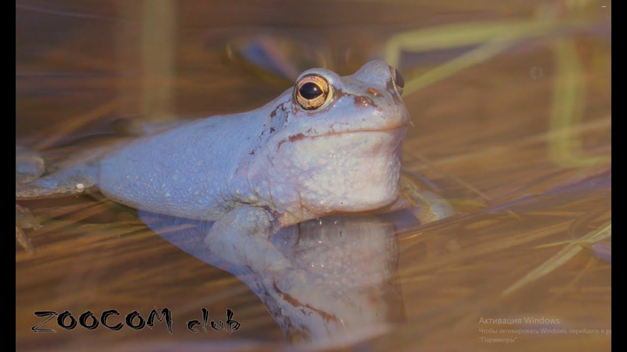 Самые красивые в мире лягушки наших лесов