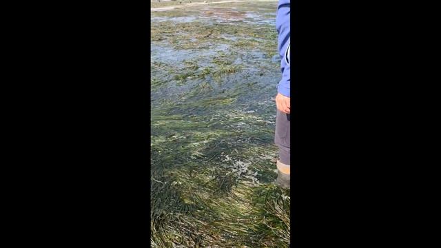 Каждый год в апреле - мае ездим как за грибами на ловлю, точнее сбор селёдки. Сахалин кормит.