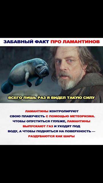 Лютые приколы. Лучший воин