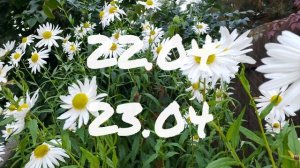 Лунный Календарь Комнатного Цветовода с20.04-26.04.26г.