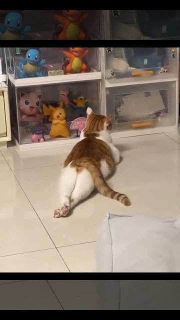 эти забавные животные