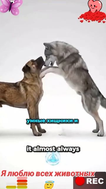 Я люблю всех животных😇