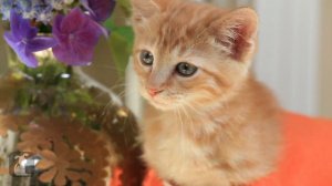 Orange is the New Black (Cute Kitten Parody)