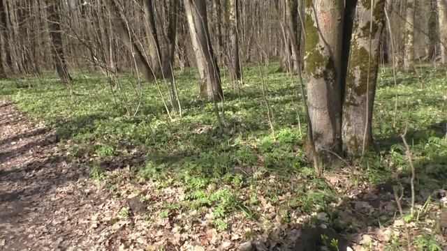 Прогулка по весеннему лесу.