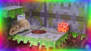 ⚡ Самые быстрые хомяки в истории, Сборник безумных испытаний в лабиринте! серия 5